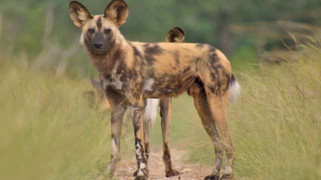 african wild dogs picture topper petrage 11