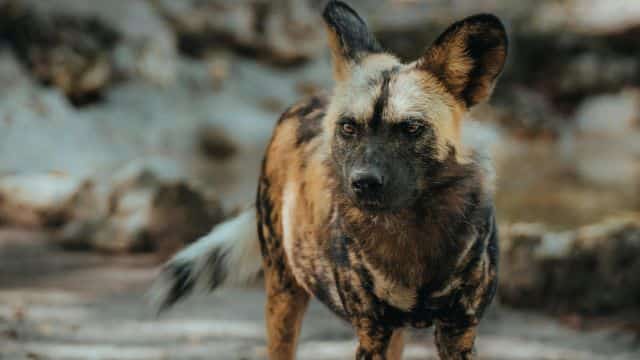 african wild dogs picture topper petrage (12)