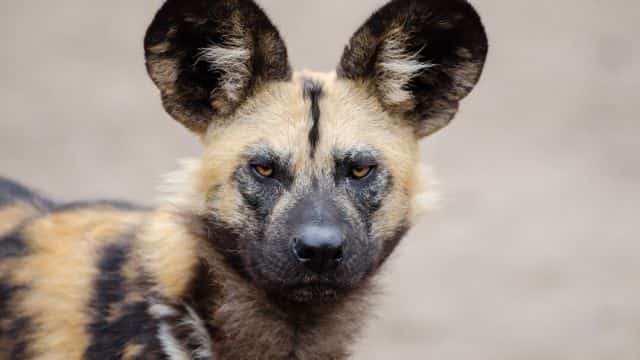african wild dogs picture topper petrage (13)