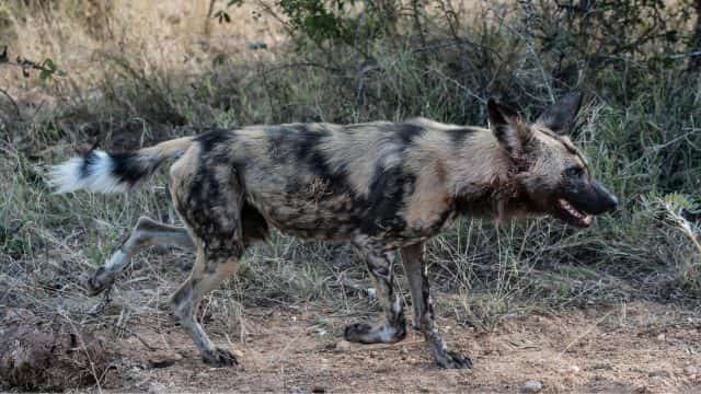 african wild dogs picture topper petrage (2)