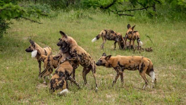 african wild dogs picture topper petrage (3)