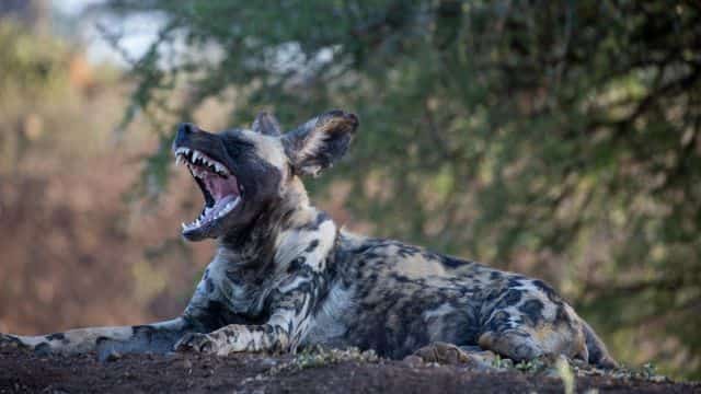 african wild dogs picture topper petrage (4)