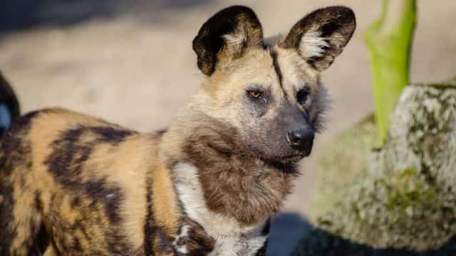 african wild dogs picture topper petrage (5)