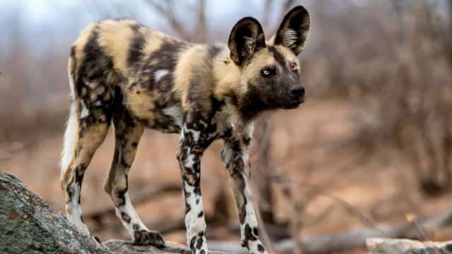 african wild dogs picture topper petrage (6)