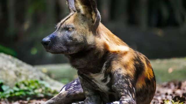 african wild dogs picture topper petrage (7)