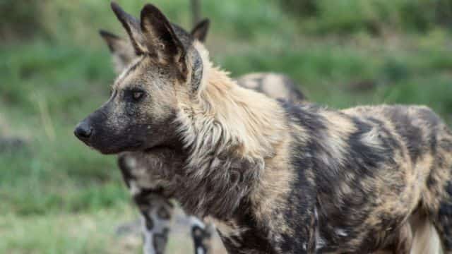 african wild dogs picture topper petrage (8)