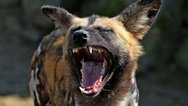 african wild dogs picture topper petrage (9)