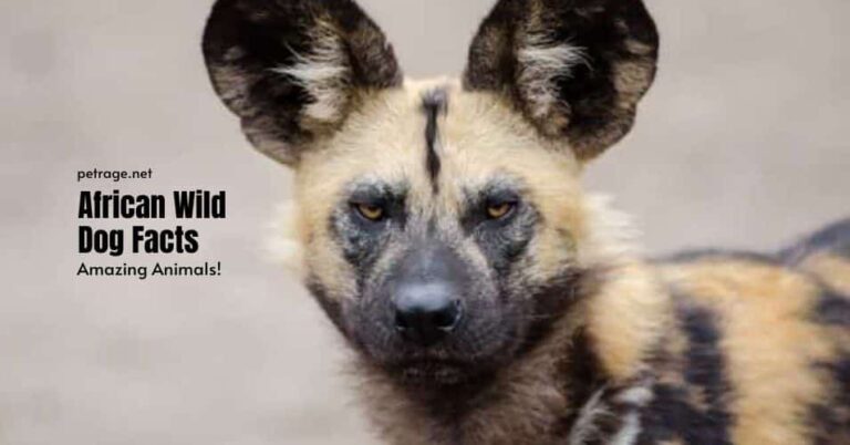 amazing facts about african wild dogs petrage