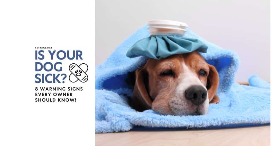 is your dog sick 8 warning signs every owner should know petrage