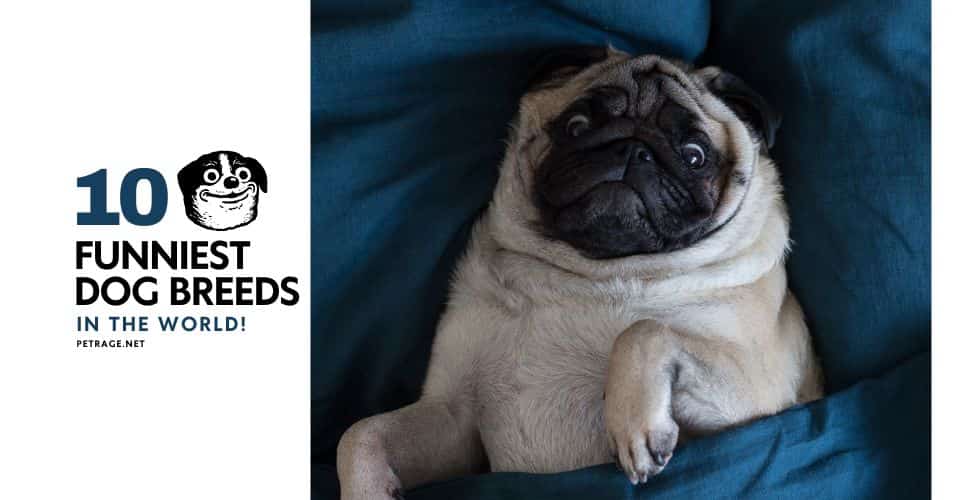 ready to laugh meet the top 10 funniest dog breeds petrage