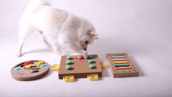 dog toys indoor games topper (2)