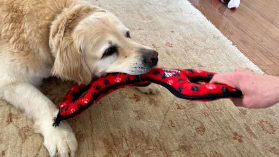 dog toys indoor games topper (4)