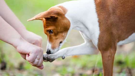 dog toys indoor games topper (5)