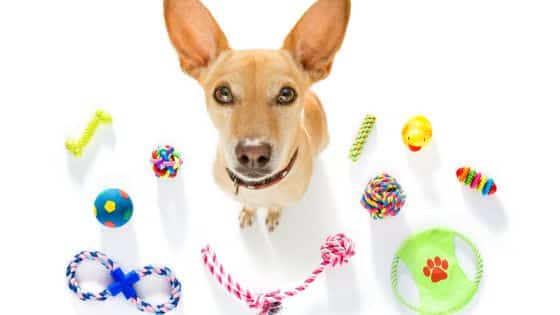 dog toys indoor games topper (6)