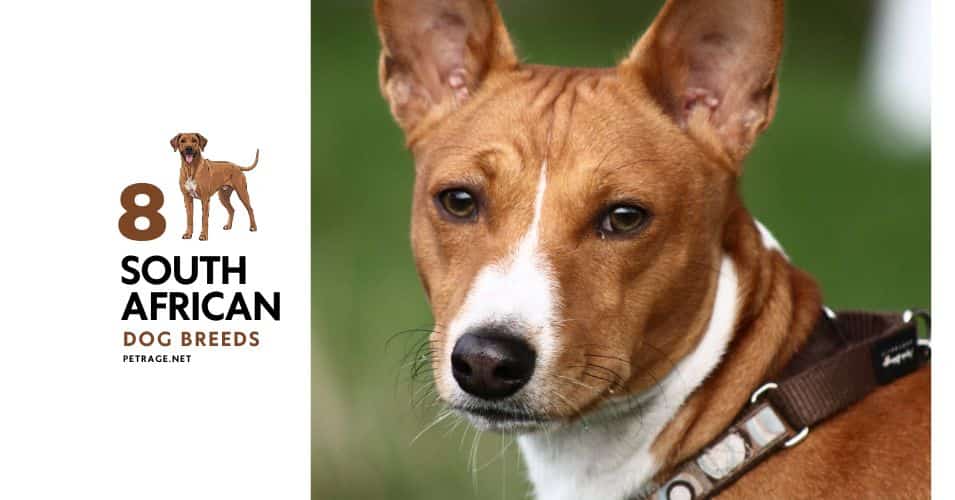 discover 8 south african dog breeds a guide to native canines petrage