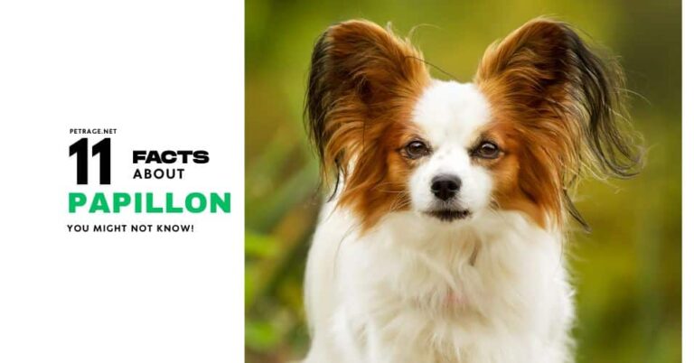 interesting facts about papillon dogs revealed petrage