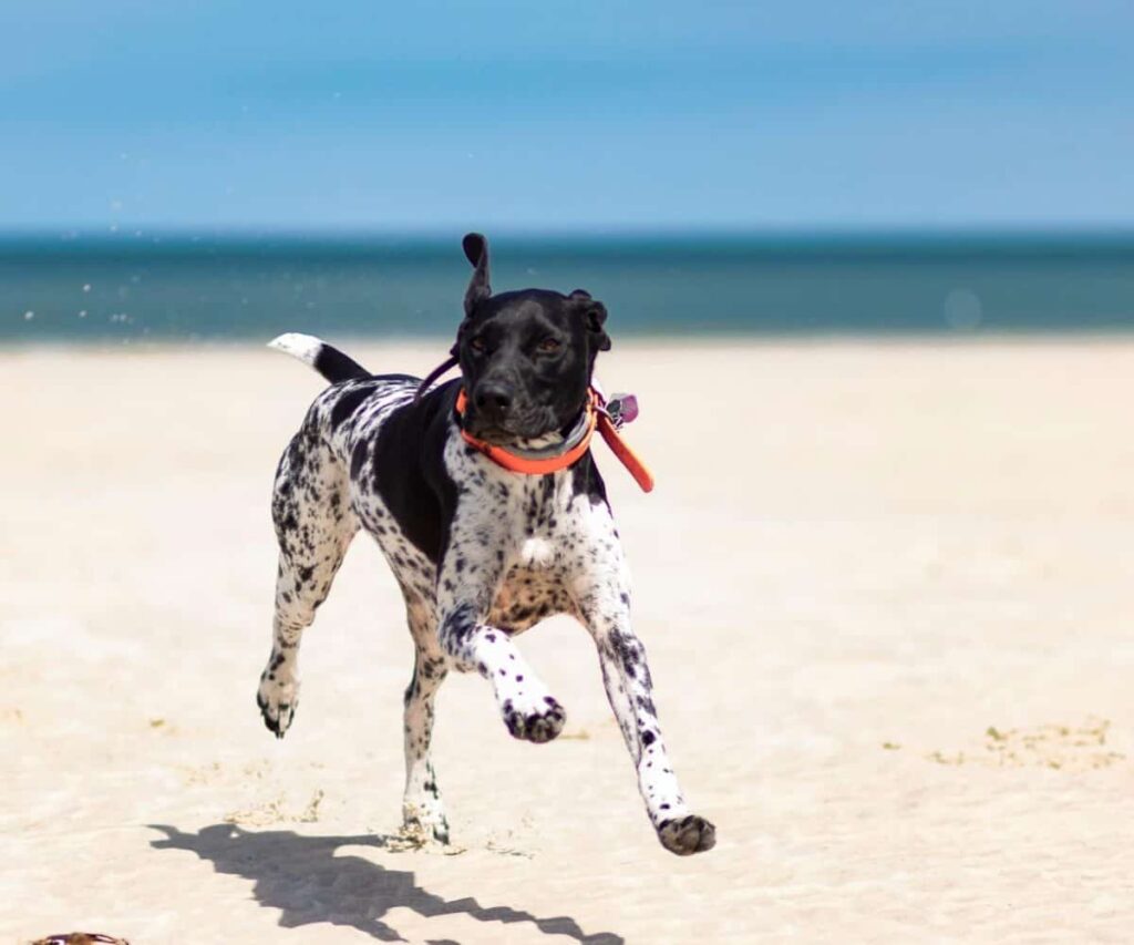 the adventures of storm the gsp by linda c (1)