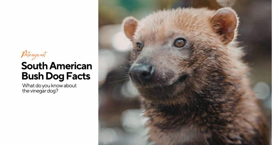 the vinegar dog unmasking the south american bush dog’s pungent secret petrage