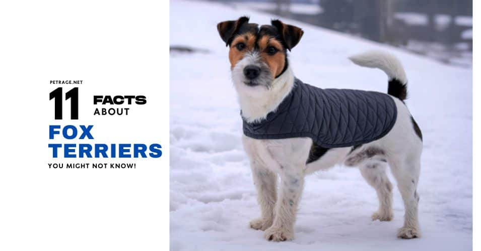 interesting facts about fox terriers petrage