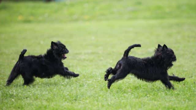 affenpinscher dog breed facts topper petrage 1
