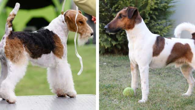 fox terrier wire and smooth topper facts about fox terriers petrage