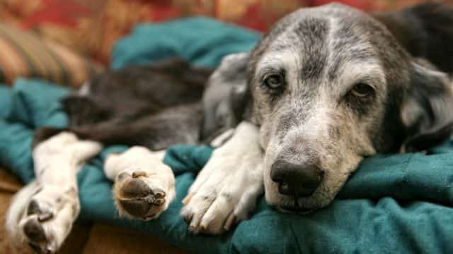 10 human diseases dogs can develop topper petrage (1)