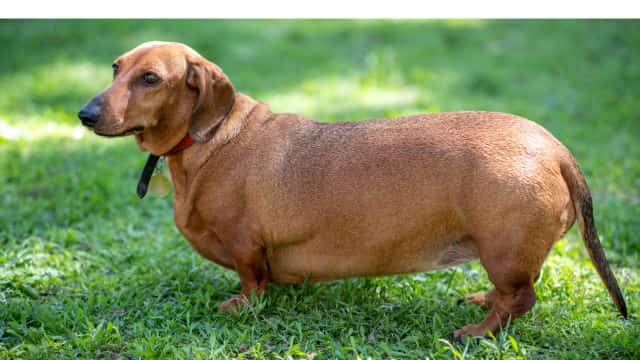 10 human diseases dogs can develop topper petrage (3)