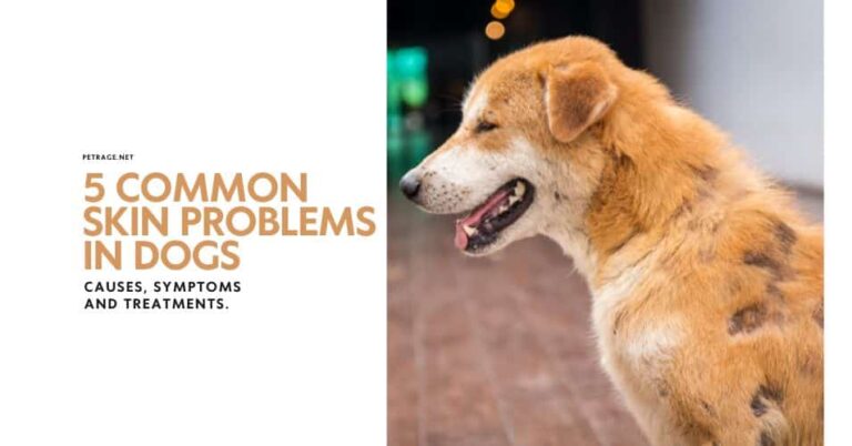 5 common dog skin conditions & how to treat them petrage