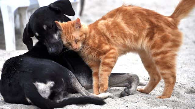 5 five dog breeds for cat people topper petrage post (1)