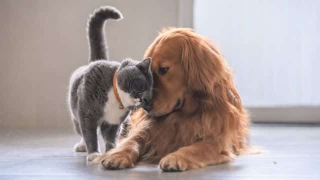 5 five dog breeds for cat people topper petrage post (2)