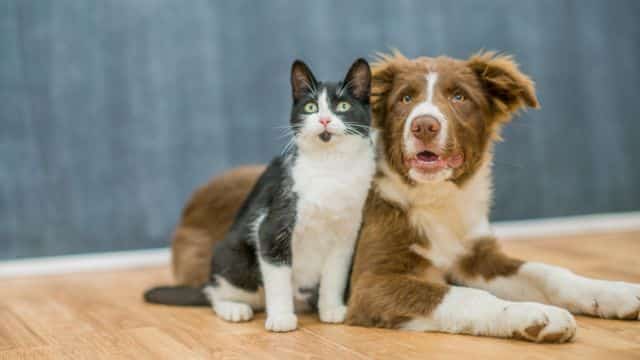5 five dog breeds for cat people topper petrage post (3)