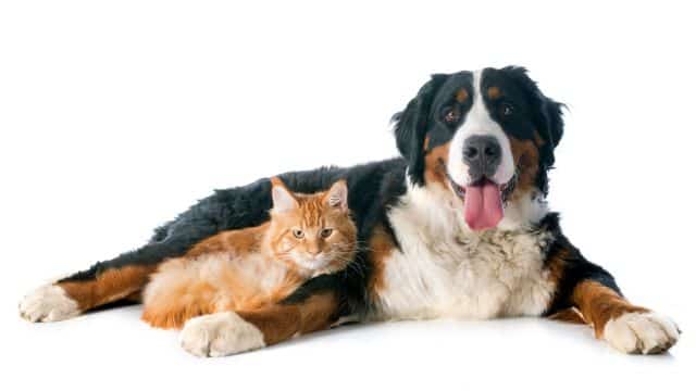 5 five dog breeds for cat people topper petrage post (4)
