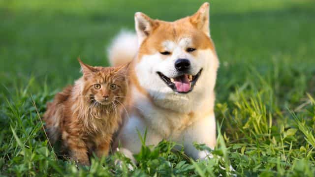 5 five dog breeds for cat people topper petrage post (5)