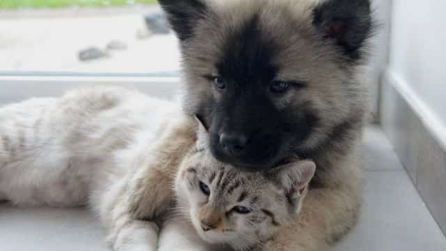 5 five dog breeds for cat people topper petrage post (6)