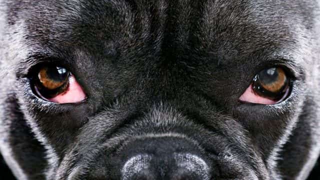 5 common eye problems in dogs topper petrage (1)