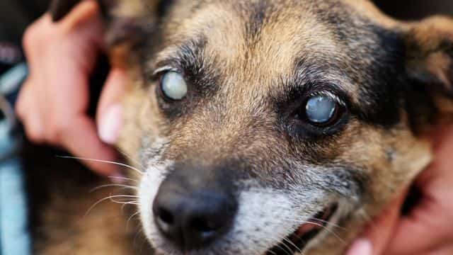 5 common eye problems in dogs topper petrage (2)
