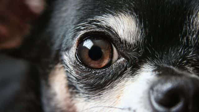 5 common eye problems in dogs topper petrage (3)