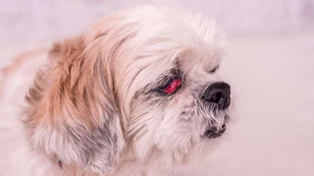 5 common eye problems in dogs topper petrage (4)