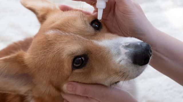 5 common eye problems in dogs topper petrage (5)