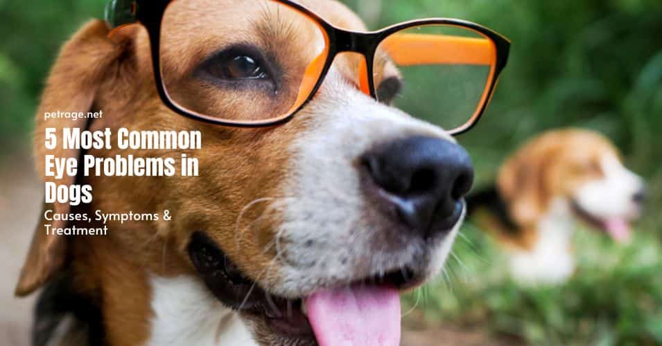 5 most common eye problems in dogs causes symptoms and treatments post petrage