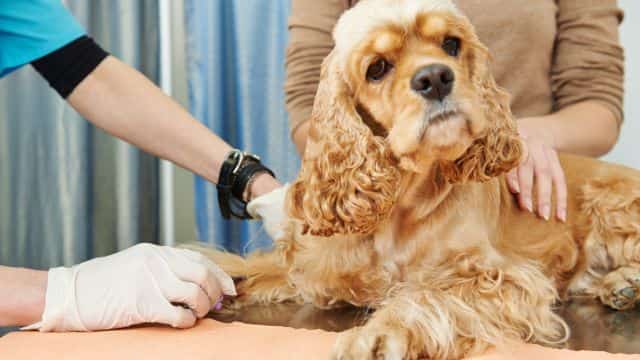 7 common blood tests for dogs petrage topper (5)