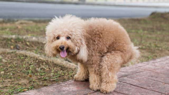 analyzing healthy dog poop what to look for topper petrage (1)