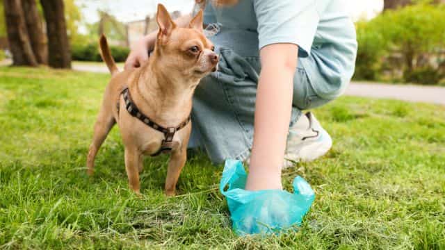 analyzing healthy dog poop what to look for topper petrage (6)
