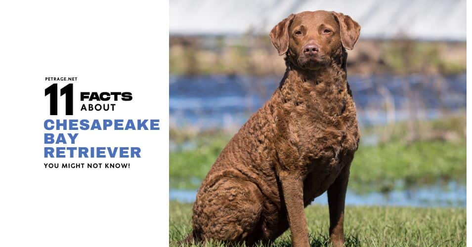 chesapeake bay retriever facts petrage