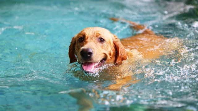degenerative myelopathy (dm) in dogs topper petrage (1)