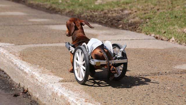 degenerative myelopathy (dm) in dogs topper petrage (2)