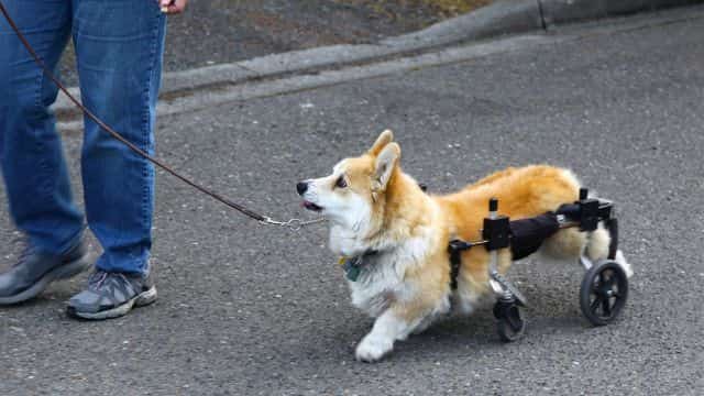 degenerative myelopathy (dm) in dogs topper petrage (3)