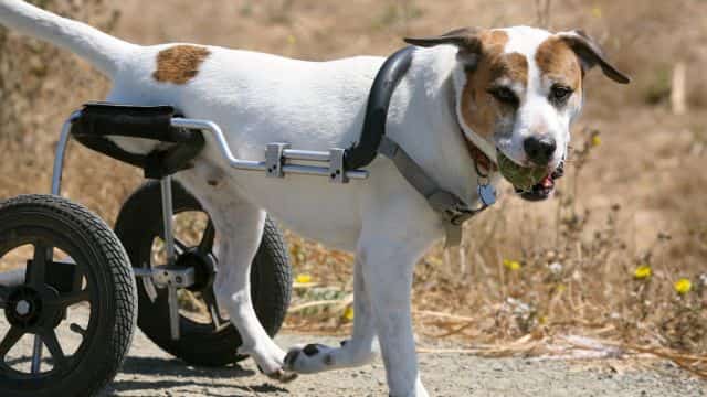 degenerative myelopathy (dm) in dogs topper petrage (4)