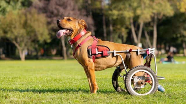 degenerative myelopathy (dm) in dogs topper petrage (5)