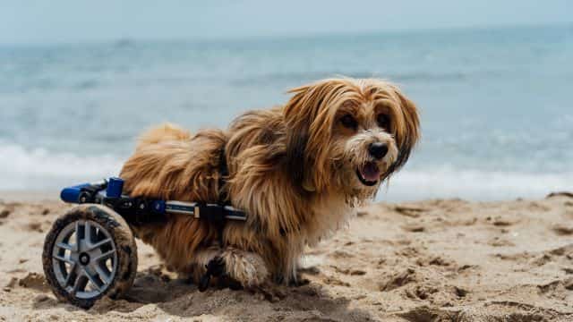 degenerative myelopathy (dm) in dogs topper petrage (6)